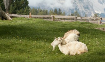 Vendita diretta produttori - un modo per sostenere l economia locale | AgriCook